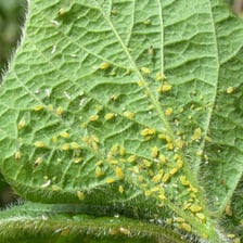 A small aphid feeding on a garden plant leaf