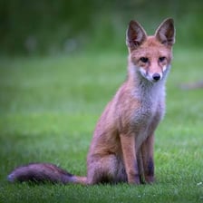 A fox standing alertly in a woodland setting