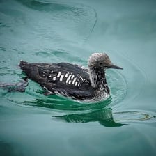 A common loon swimming on a lake