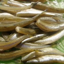 Small smelt fish associated with the Great Lakes.