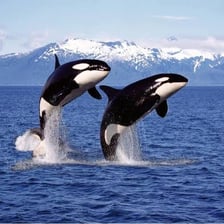 A black-and-white orca swimming in the ocean