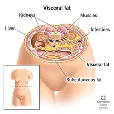 An educational illustration showing soft adipose tissue