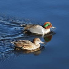 Several teal ducks swimming on water.