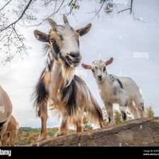 An adult female goat standing beside a young kid