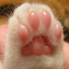A close-up of the soft pads on a cat's paw.