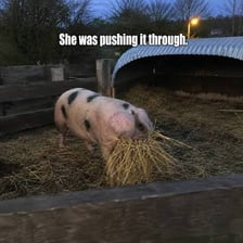 Pigs leaving a fenced farm pen
