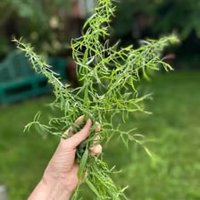 Fresh tarragon sprigs with narrow green leaves.