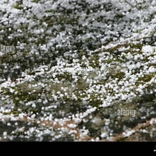Hailstones covering the ground.