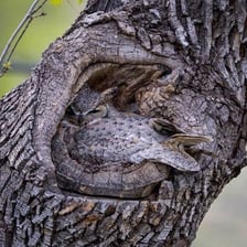 A young owl resting in a bird’s nest.