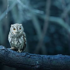 An owl calling at night