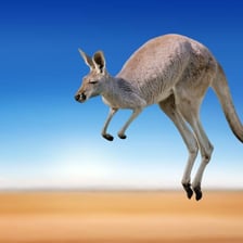 A kangaroo hopping across an Australian landscape.