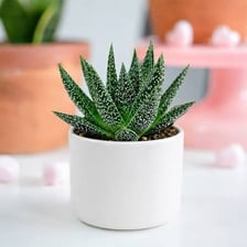 An aloe vera plant with pointed fleshy leaves