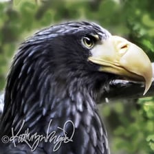 A close-up of alert, sharply focused eyes
