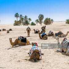 Camels near a green oasis in a desert