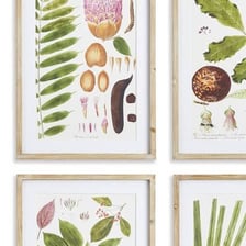 A botanical illustration depicting a plant leaf.