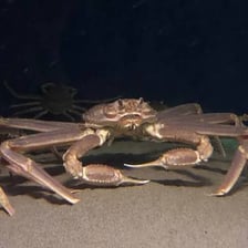A snow crab, a cold-water marine crustacean.