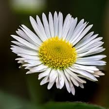 A fleabane plant bearing small daisy-like flowers.