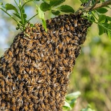 Honey bees clustered on a flower.
