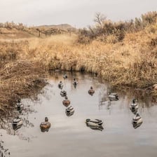 A decoy placed in a marsh to attract or mislead birds.