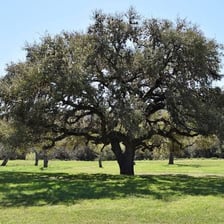 Large mature oak trees in an American landscape
