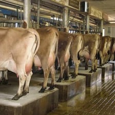 A cow's udder on a dairy farm