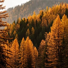 A larch tree growing in a forest.