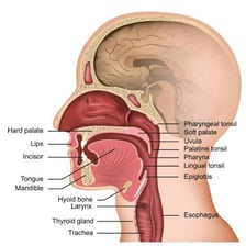 A medical illustration labeling the uvula at the back of the throat