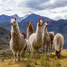 A llama standing in the Andean mountain landscape