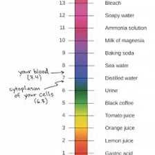 An educational pH scale showing acidic and basic ranges