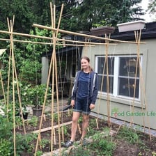 Tomato plants tied to upright support stakes.