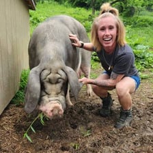 A large pig standing on a farm