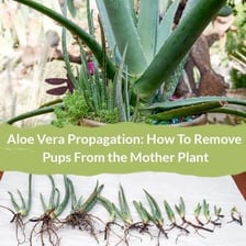 An aloe plant surrounded by small offshoots.