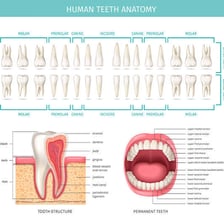 A dental illustration showing the canine teeth among the other human teeth.