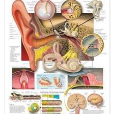 An educational illustration of the human ear and hearing