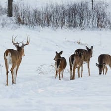 A group of male deer with antlers in a natural setting