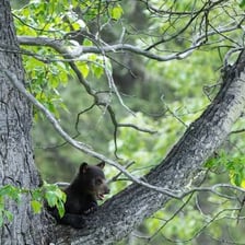 A young bear cub in a forest setting.