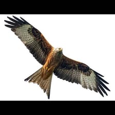 A red kite flying with its long wings and forked tail visible.
