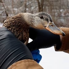 A male mallard duck beside a reporter’s notes