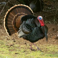 A male turkey displaying its feathers