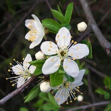 Small dark sloe berries growing on a blackthorn branch.