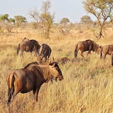 A wildebeest standing among a herd on the African savanna.
