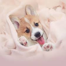 An adorable puppy presented as an example of something “too cute.”