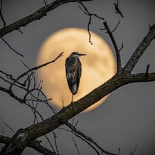 Birds perched on wooden roosts.