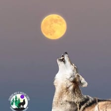 Wolf howling beneath a full moon