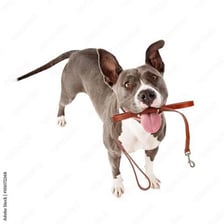 Dog standing with a leash attached to its collar