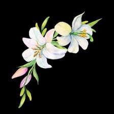White lily used as a visual symbol of purity.