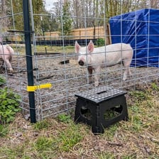 Pigs standing inside a fenced pigpen