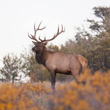 A large elk standing in a meadow.