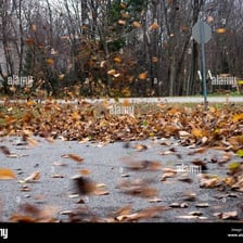 Leaves moving in the wind.