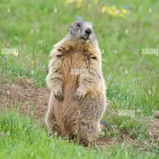 A marmot standing in an alpine meadow